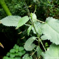 Tragia involucrata L.
